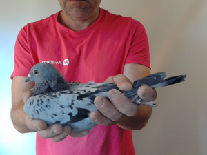 Pigeon image