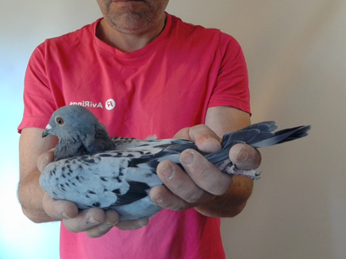 Pigeon image