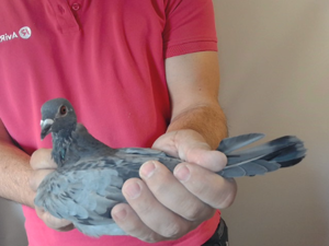 Pigeon image