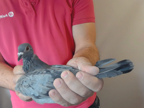 Pigeon image