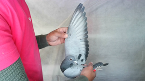 Pigeon image