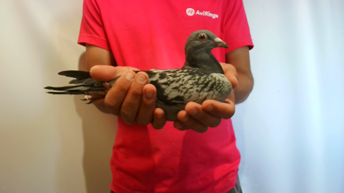 Pigeon image