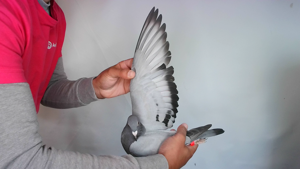 Pigeon image