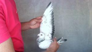 Pigeon image