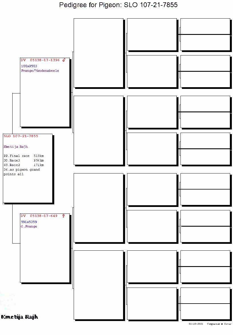 Pigeon pedigree image