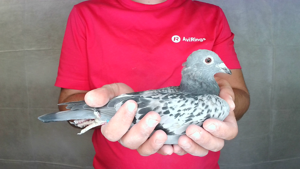 Pigeon image