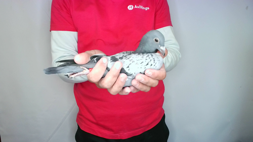 Pigeon image