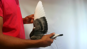 Pigeon image