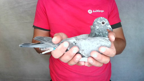 Pigeon image