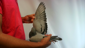 Pigeon image