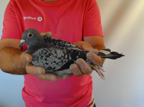 Pigeon image