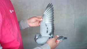 Pigeon image