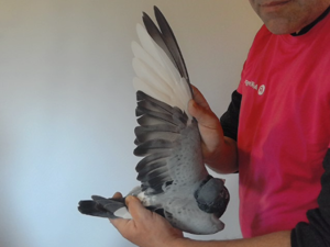 Pigeon image