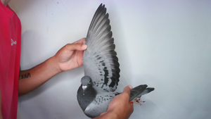 Pigeon image