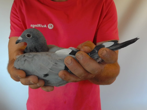 Pigeon image