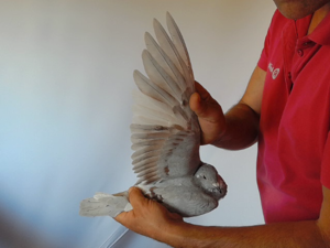 Pigeon image