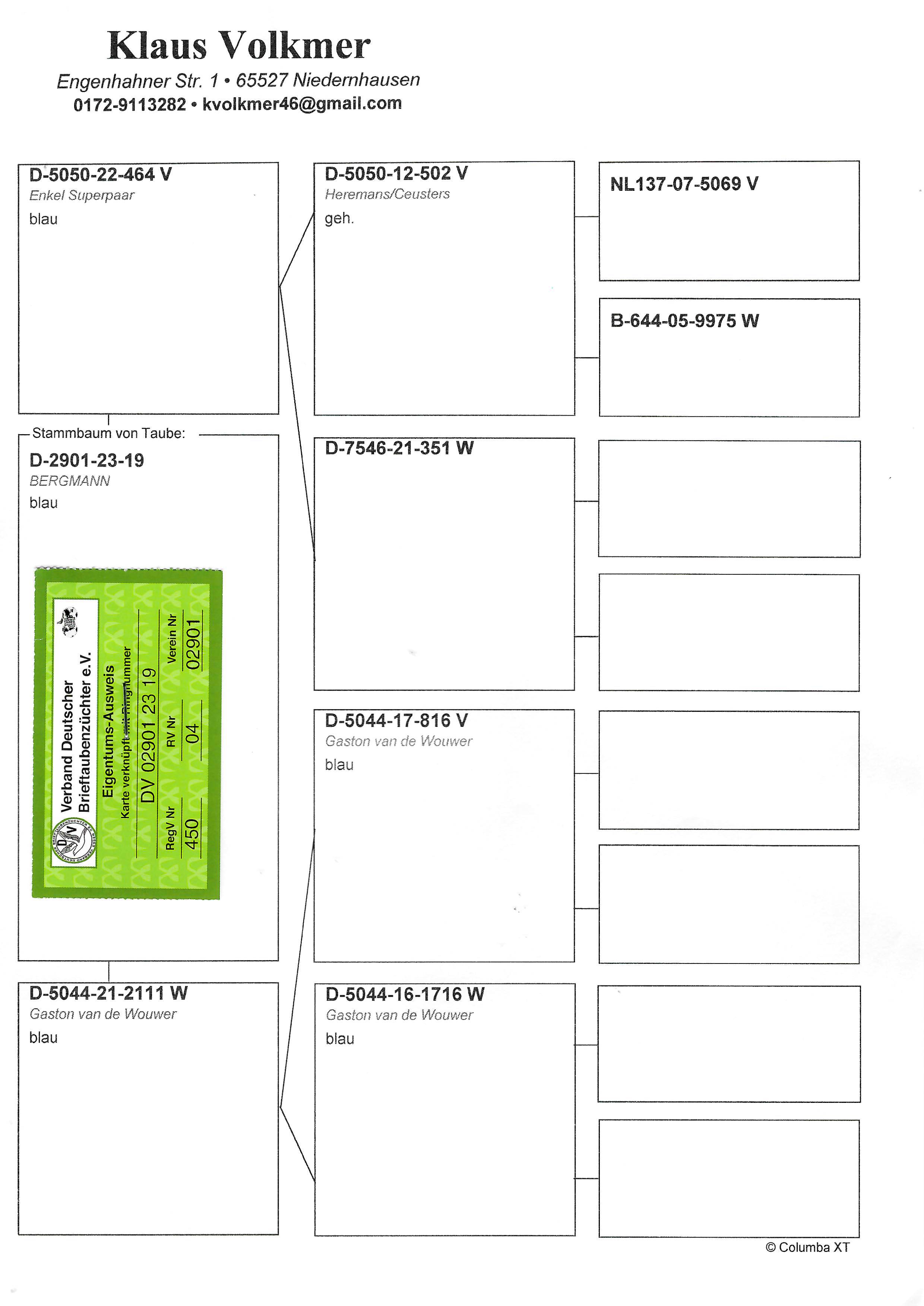Pigeon pedigree image