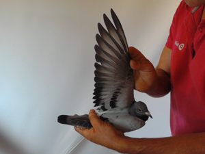 Pigeon image