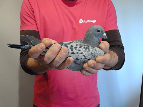 Pigeon image