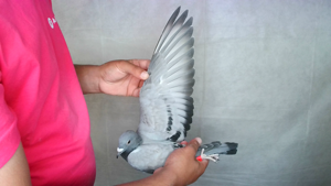 Pigeon image