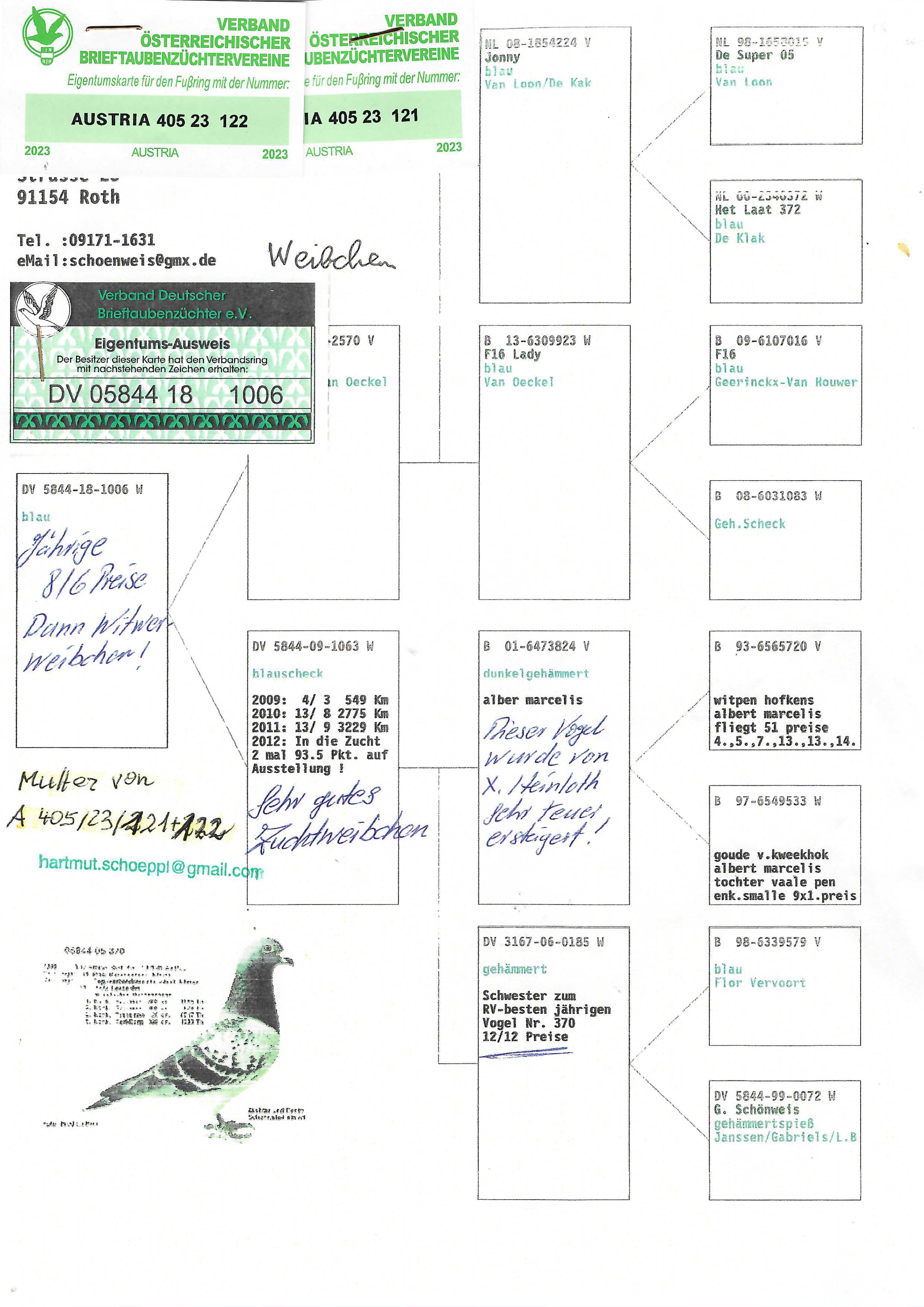 Pigeon pedigree image