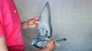 Pigeon image