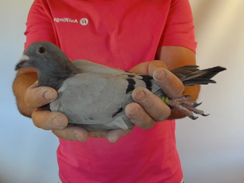 Pigeon image
