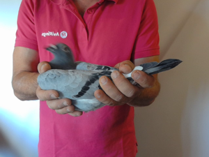 Pigeon image