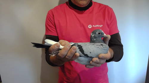 Pigeon image