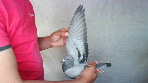 Pigeon image