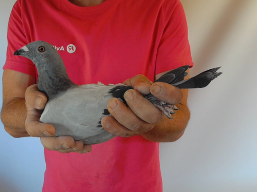 Pigeon image
