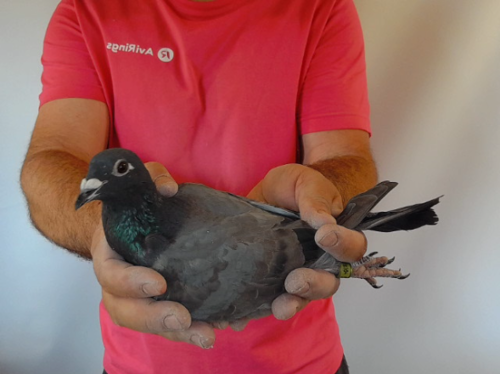 Pigeon image