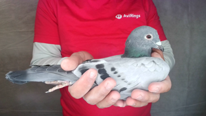 Pigeon image