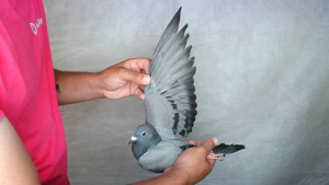 Pigeon image