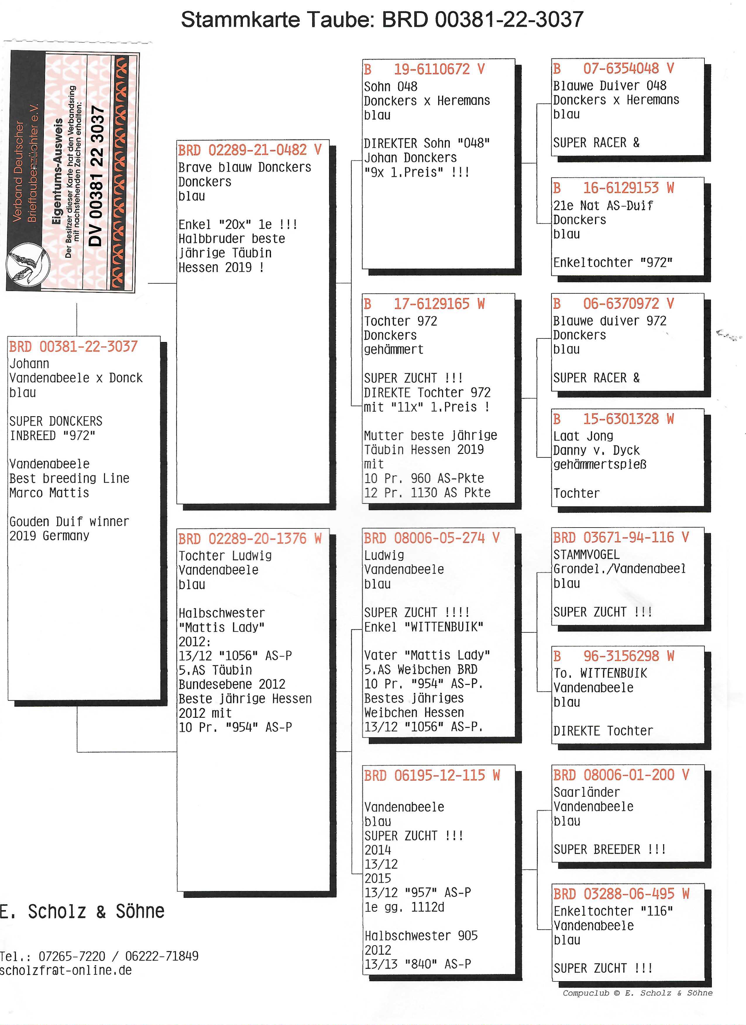 Pigeon pedigree image
