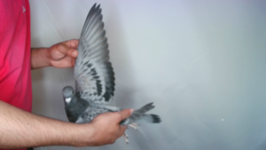Pigeon image
