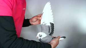 Pigeon image