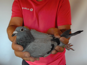 Pigeon image