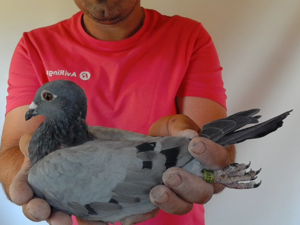 Pigeon image