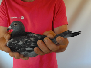 Pigeon image