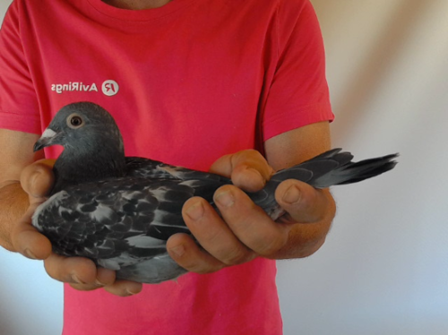 Pigeon image