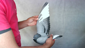 Pigeon image