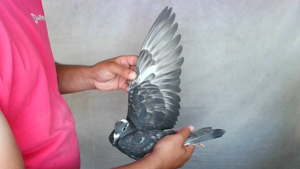 Pigeon image