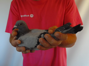 Pigeon image
