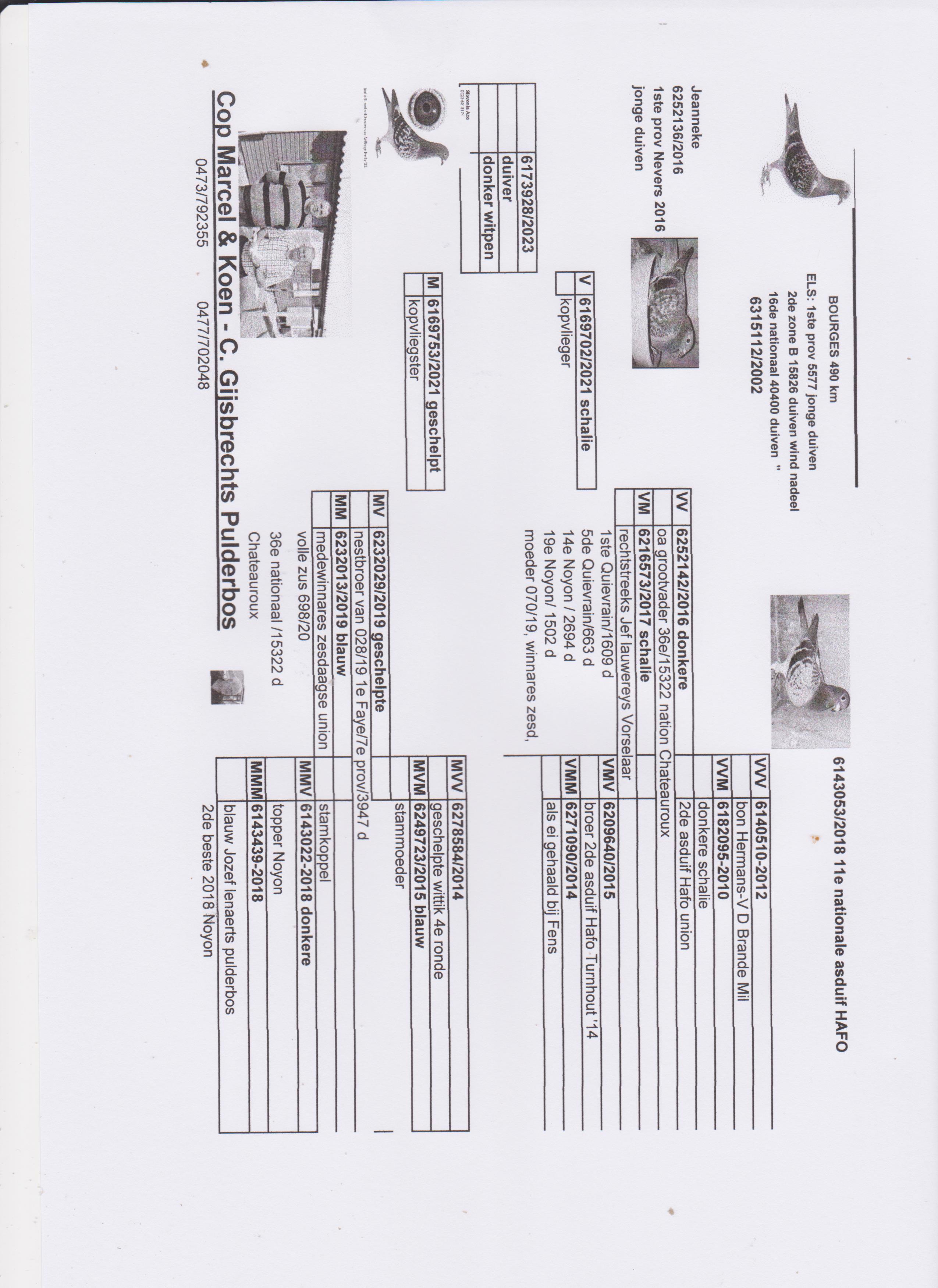 Pigeon pedigree image