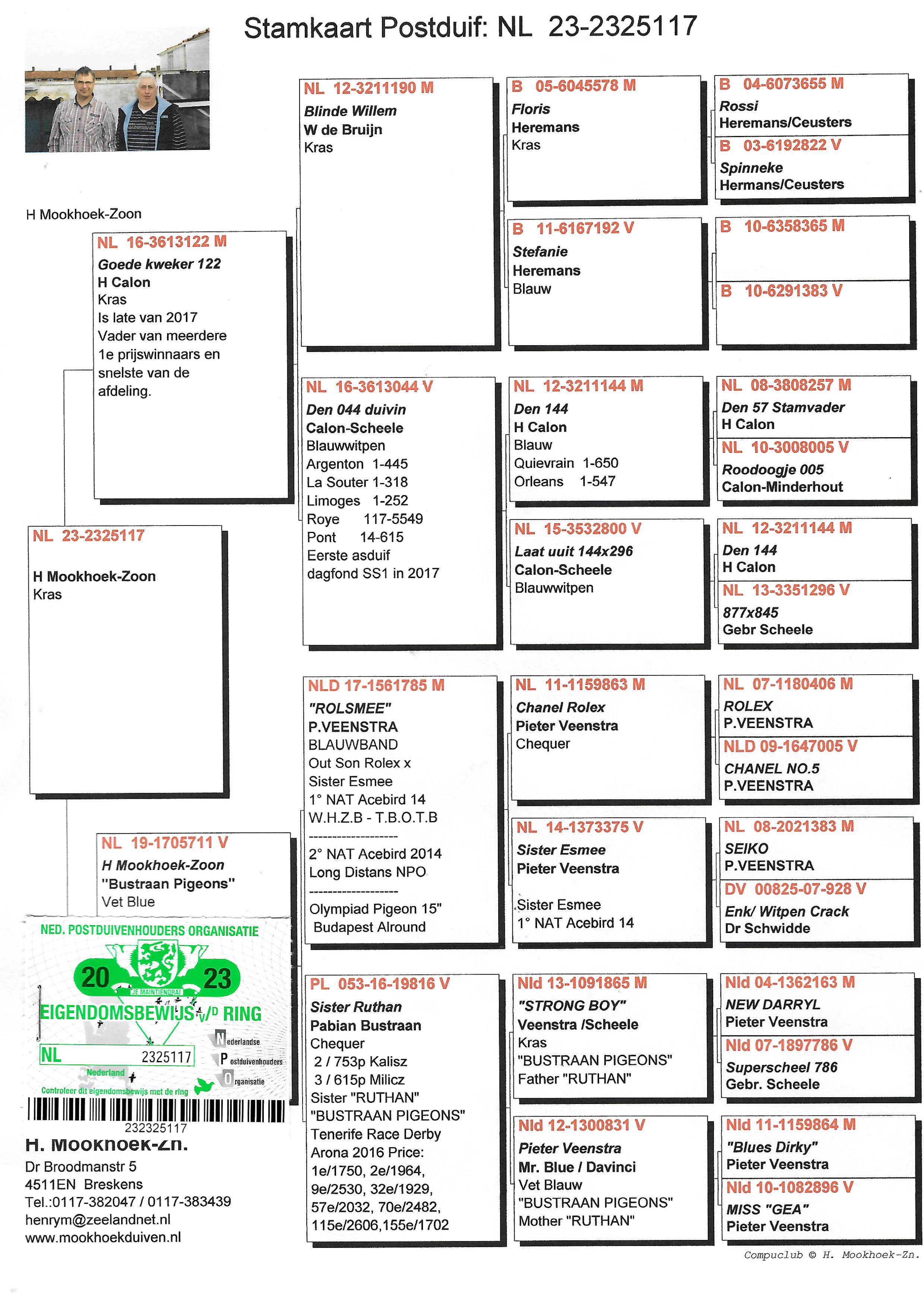 Pigeon pedigree image