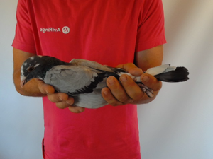 Pigeon image