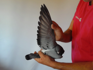 Pigeon image