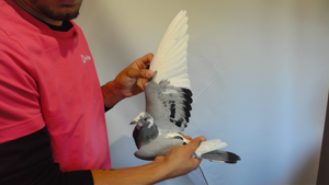 Pigeon image