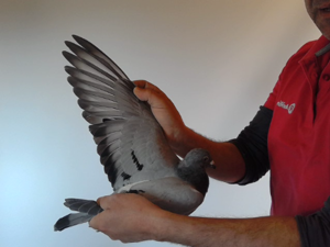 Pigeon image